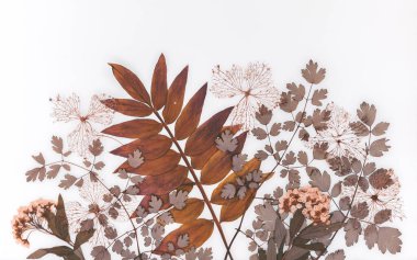 Çiçek motifi, kuru çiçekler ve beyaz arka planda yapraklar, duvar kağıdı, dekorasyon.