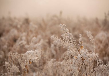 Hassas kuru çimenler, Puslu bir kış manzarasında Beyaz Buz ile kaplıdır.