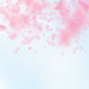 Sakura yaprakları dökülüyor. Romantik pembe çiçekler 