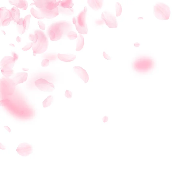 กลีบซากุระตกลงมา ดอกไม้สีชมพูโรแมนติก — ภาพเวกเตอร์สต็อก