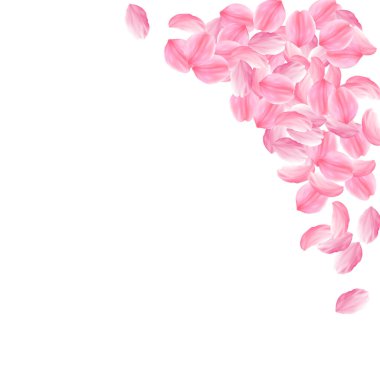 Sakura yaprakları dökülüyor. Romantik pembe parlak b