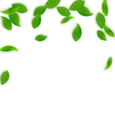 Düşen yeşil yapraklar. Taze çay, temiz yapraklar uçuşuyor.