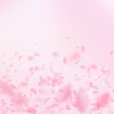 Sakura yaprakları dökülüyor. Romantik pembe çiçekler 