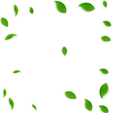 Düşen yeşil yapraklar. Taze çay. Karmaşık yapraklar.