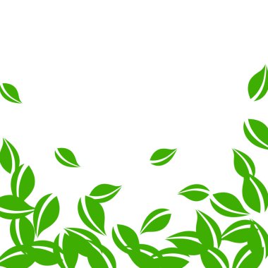 Düşen yeşil yapraklar. Taze çay, temiz yapraklar uçuşuyor.