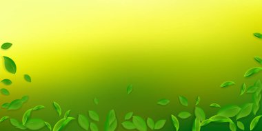 Düşen yeşil yapraklar. Taze çay. Karmaşık yapraklar.