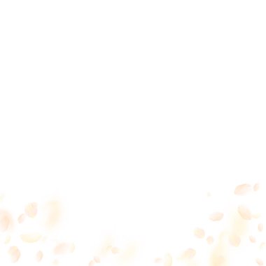 Sarı turuncu çiçek yaprakları dökülüyor. Nadir