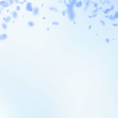 Koyu mavi çiçek yaprakları dökülüyor. Güzel romantik çiçek gradyanı. Mavi gökyüzü kare arka planında uçan taç yaprakları. Aşk, romantizm kavramı. Hoş bir düğün davetiyesi..