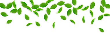 Düşen yeşil yapraklar. Taze çay, temiz yapraklar uçuşuyor. Sarı yeşil arka planda bahar yaprakları dans ediyor. Eğlenceli bir yaz şablonu. Şaşırtıcı bahar satışı vektör çizimi.