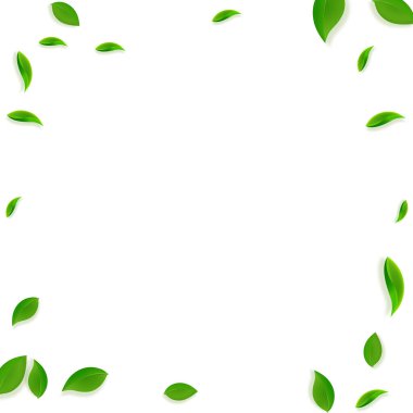 Düşen yeşil yapraklar. Kaotik taze çay yaprakları uçuşuyor. Beyaz arka planda bahar yaprakları dans ediyor. Yaz şablonu cezbedici. Kendinden geçmiş bahar satışı vektör illüstrasyonu.