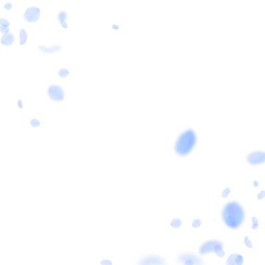 Koyu mavi çiçek yaprakları dökülüyor. Ekstra romantik çiçek köşesi. Beyaz kare arka planda uçan taç yaprakları. Aşk, romantizm kavramı. Büyüleyici düğün davetiyesi..