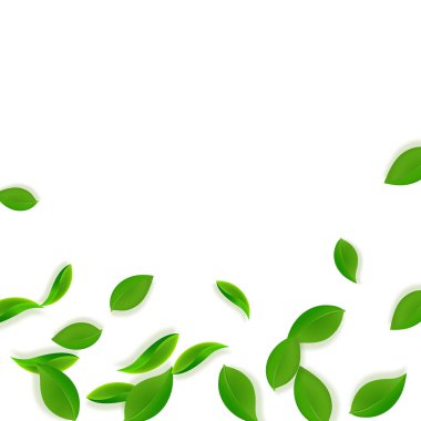 Düşen yeşil yapraklar. Taze çay, temiz yapraklar uçuşuyor. Beyaz arka planda bahar yaprakları dans ediyor. Takdire şayan bir yaz şablonu. İlkbahar satış vektör illüstrasyonu büyüleyici.