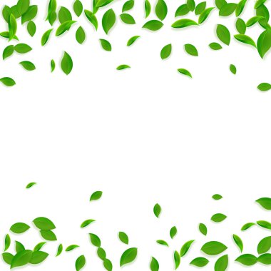 Düşen yeşil yapraklar. Kaotik taze çay yaprakları uçuşuyor. Beyaz arka planda bahar yaprakları dans ediyor. Takdire şayan bir yaz şablonu. Taze bahar satışı vektör illüstrasyonu.