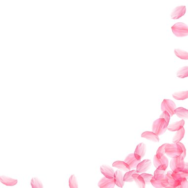 Sakura yaprakları dökülüyor. Romantik pembe ipeksi büyük çiçekler. Kalın uçan kiraz yaprakları. Sağ alt köşedeki duygusal vektör arka planının karesi. Aşk, sevgi, romantizm konsepti.