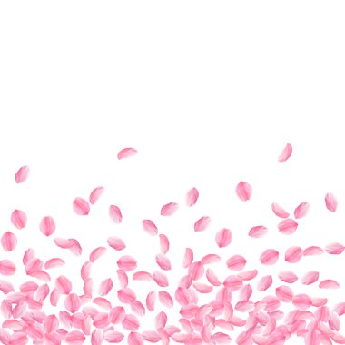 Sakura yaprakları dökülüyor. Romantik pembe, orta boy çiçekler. Kalın uçan kiraz yaprakları. Alt gradyan ezici vektör arkaplanını dağıt. Aşk, sevgi, romantizm konsepti.