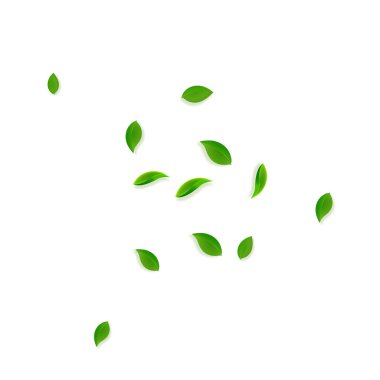 Düşen yeşil yapraklar. Taze çay, rastgele uçuşan yapraklar. Beyaz arka planda bahar yaprakları dans ediyor. Gerçek yaz örtüsü şablonu. Işıl ışıl bahar satış vektörü illüstrasyonu.