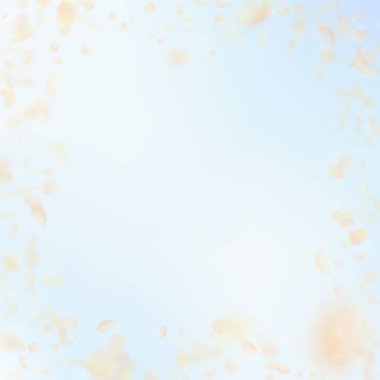 Sarı turuncu çiçek yaprakları dökülüyor. İdeal romantik çiçek çerçevesi. Mavi gökyüzü kare arka planında uçan taç yaprakları. Aşk, romantizm kavramı. Tuhaf bir düğün davetiyesi..