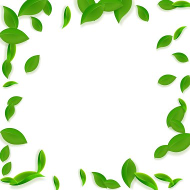 Düşen yeşil yapraklar. Kaotik taze çay yaprakları uçuşuyor. Beyaz arka planda bahar yaprakları dans ediyor. Çok güzel bir yaz şablonu. Olağanüstü bahar satışı vektör illüstrasyonu.