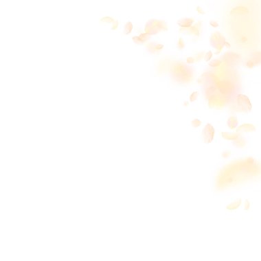 Sarı turuncu çiçek yaprakları dökülüyor. Büyüleyici romantik çiçek köşesi. Beyaz kare arka planda uçan taç yaprakları. Aşk, romantizm kavramı. Temyiz düğün daveti.