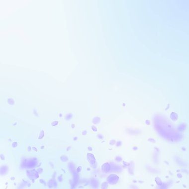 Mor çiçek yaprakları dökülüyor. İlginç bir romantik çiçek gradyanı. Mavi gökyüzü kare arka planında uçan taç yaprakları. Aşk, romantizm kavramı. Muhteşem düğün davetiyesi..