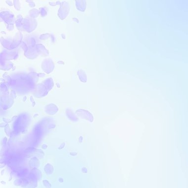 Mor çiçek yaprakları dökülüyor. Göz alıcı romantik çiçek gradyanı. Mavi gökyüzü kare arka planında uçan taç yaprakları. Aşk, romantizm kavramı. Muhteşem düğün davetiyesi..