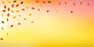 Sonbahar yaprakları dökülüyor. Kırmızı, sarı, yeşil, kahverengi yapraklar uçuşuyor. İdeal beyaz arka planda yağan renkli yapraklar. Okul satışına geri dönmek büyüleyici..