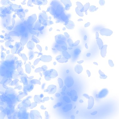 Koyu mavi çiçek yaprakları dökülüyor. Hassas romantik çiçeklerin gradyanı. Beyaz kare arka planda uçan taç yaprakları. Aşk, romantizm kavramı. Şık bir düğün davetiyesi.