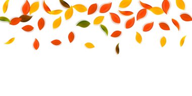 Sonbahar yaprakları dökülüyor. Kırmızı, sarı, yeşil, kahverengi, temiz yapraklar uçuşuyor. Göz kamaştırıcı günbatımı arka planında rengarenk yapraklar. Okul satışına geri dönmek çok güzel..