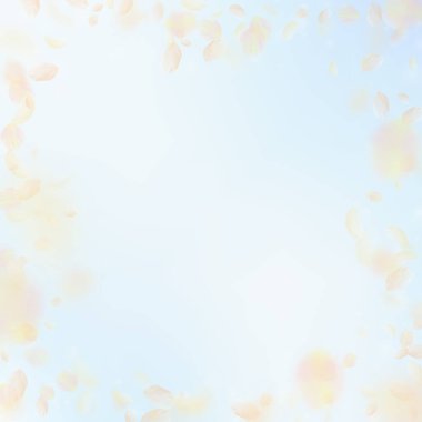 Sarı turuncu çiçek yaprakları dökülüyor. İnanılmaz romantik çiçek çerçevesi. Mavi gökyüzü kare arka planında uçan taç yaprakları. Aşk, romantizm kavramı. Tuhaf bir düğün davetiyesi..