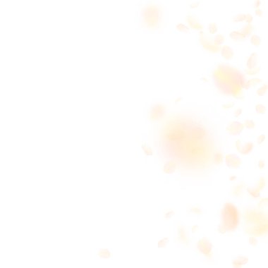 Sarı turuncu çiçek yaprakları dökülüyor. Enerjik romantik çiçekler gradyanı. Beyaz kare arka planda uçan taç yaprakları. Aşk, romantizm kavramı. Büyüleyici düğün davetiyesi..