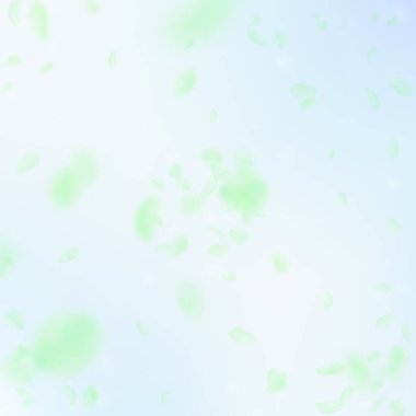 Yeşil çiçek yaprakları dökülüyor. Büyük romantik çiçek patlaması. Mavi gökyüzü kare arka planında uçan taç yaprakları. Aşk, romantizm kavramı. Temyiz düğün daveti.