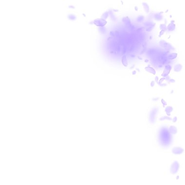 Mor çiçek yaprakları dökülüyor. Güzel romantik çiçek köşesi. Beyaz kare arka planda uçan taç yaprakları. Aşk, romantizm kavramı. Temyiz düğün daveti.