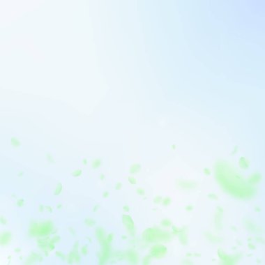 Yeşil çiçek yaprakları dökülüyor. Zarif romantik çiçekler gradyanı. Mavi gökyüzü kare arka planında uçan taç yaprakları. Aşk, romantizm kavramı. Muhteşem düğün davetiyesi..