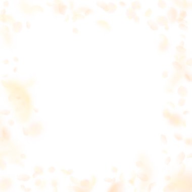 Sarı turuncu çiçek yaprakları dökülüyor. Dramatik romantik çiçek çerçevesi. Beyaz kare arka planda uçan taç yaprakları. Aşk, romantizm kavramı. Tuhaf bir düğün davetiyesi..