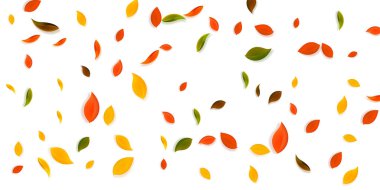 Sonbahar yaprakları dökülüyor. Kırmızı, sarı, yeşil, kaotik yapraklar uçuşuyor. Unutulmaz günbatımı arka planında yağan renkli yapraklar. Okul satışına geri dönmek büyüleyici..