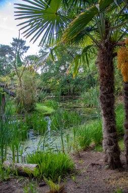 Yemyeşil bitki örtüsünün altındaki bataklıklarda manzara