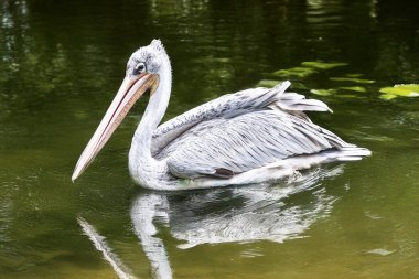 Sudaki pelikanlar, yüzleri öne dönük.