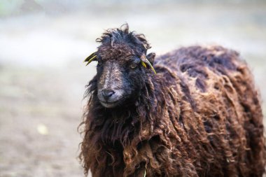 Önden gelen Ouessant koyunu
