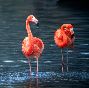 Gölette pembe flamingo