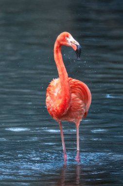 Gölette pembe flamingo