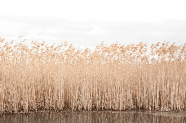 Reeds seco fundo do telhado — Fotografia de Stock