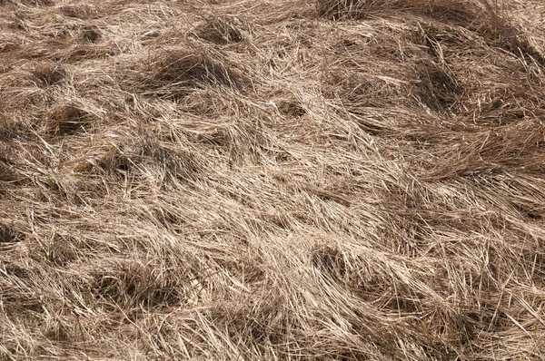 Campo de relva seca na área de seca — Fotografia de Stock