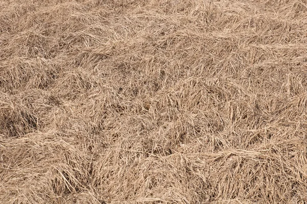 Erba secca in un campo fotografato da vicino — Foto Stock