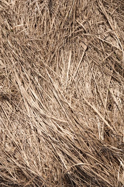 Fondo de techo de paja, heno o hierba seca fondo — Foto de Stock