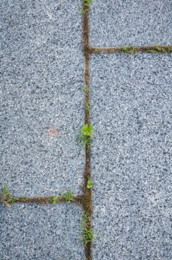 Kaldırım döşeme arka planı olarak arasında çatlaklar taze çimen.