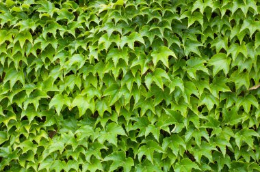 yeşil yaprakları duvar