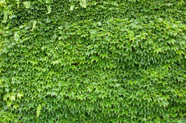 yabani üzüm yeşil doku