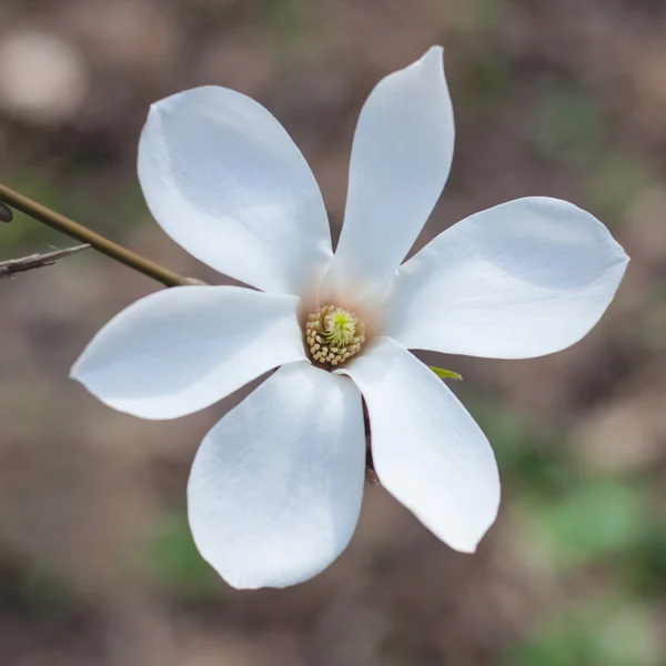 Ανθισμένα magnolia στους κήπους, κοντινό πλάνο, τονισμένα, επιλεκτική εστίαση Εικόνα Αρχείου