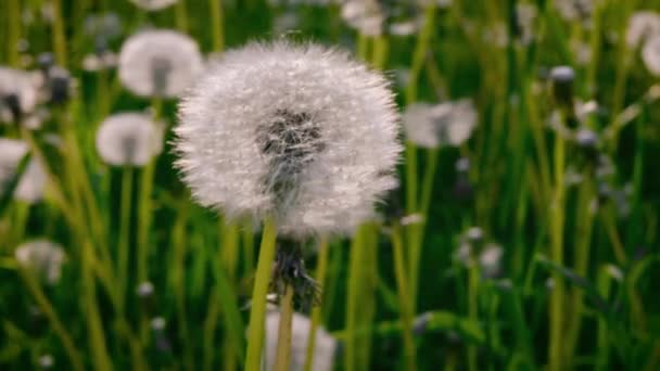 Bris Surrar Maskrosor Det Gröna Gräset Solig Sommardag — Stockvideo