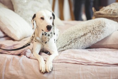 Şirin Dalmaçyalı köpek.